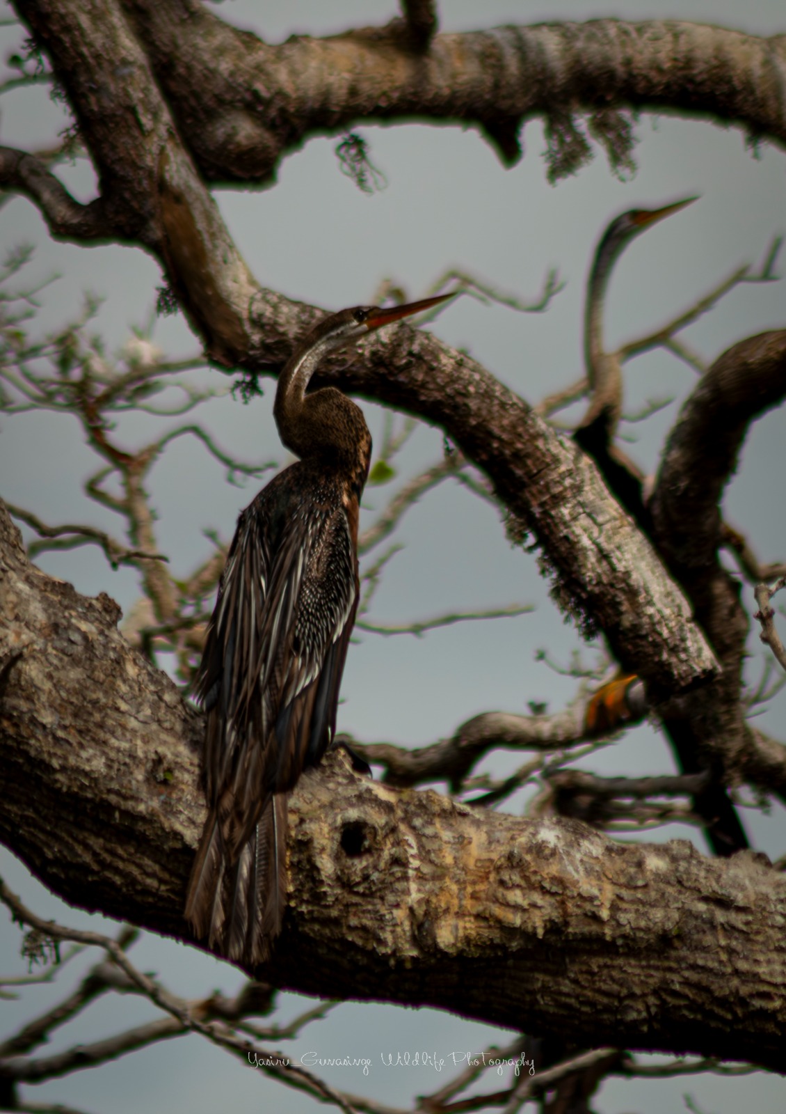 Bundala National Park